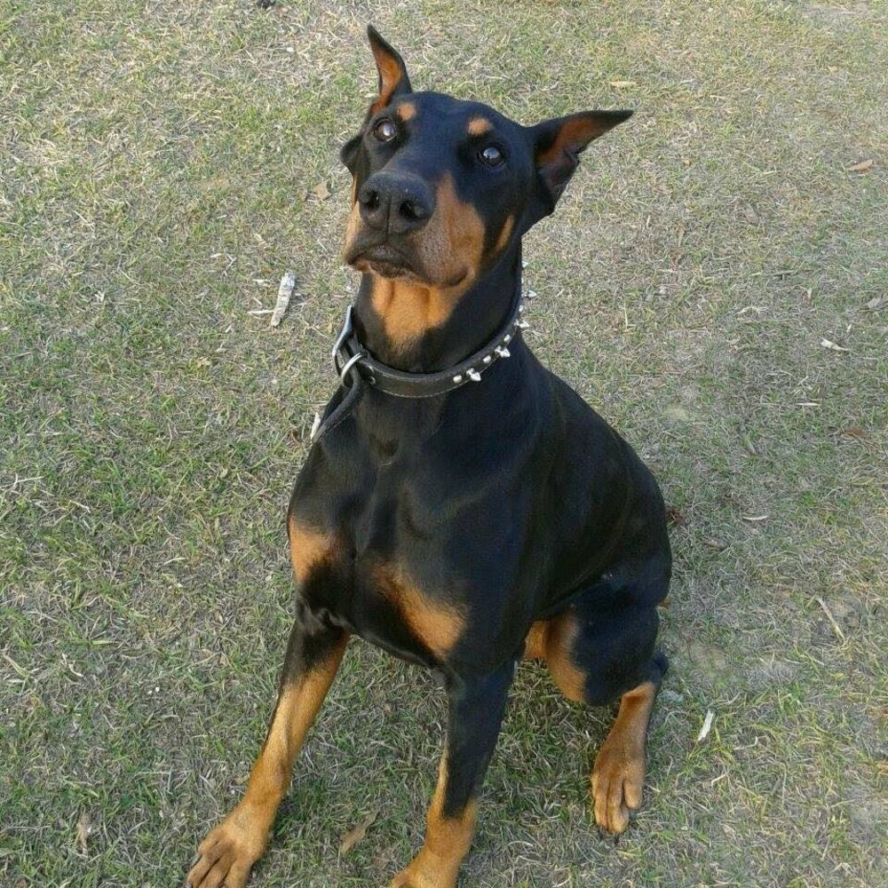 Meet your Posher, Angie